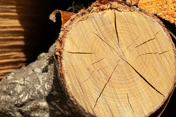 Front view, close up of, a  sawed off end of, a large, pine tree trunk, in pile of tree trunks - obrazy, fototapety, plakaty