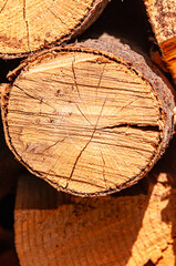 Front view, close up of, a  sawed off end of, a pine tree trunk, in pile of tree trunks - obrazy, fototapety, plakaty
