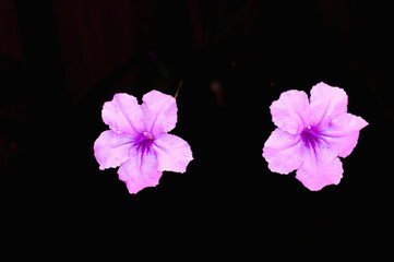 Fototapeta na wymiar Top view, close distance of, a pair of Purple Mexican Petunia Flowers, on black background