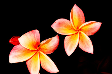 Top view, close distance of, a pair of Plumeria, tropical flower, against a black background
