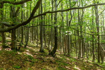 Beech forest on Shipka Peak, Bulgaria