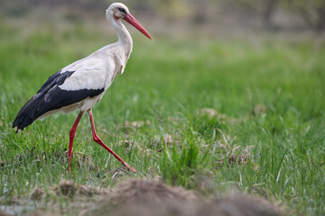 White stork preening in a strange way among the grass of the field