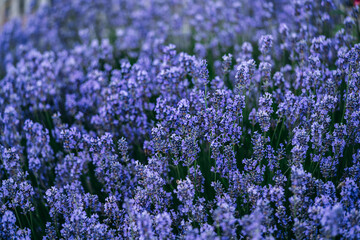 violet lavender field, Lavender flower background with beautiful purple colors. Blooming lavender in a field at sunset 