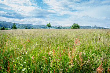 Spring mountain flowering meadow surrounded by hills of Polana region. Slovakia, Europe. Fresh wild flowers. © fotomolka