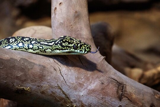 Diamond Python (Morelia Spilota Spilota)