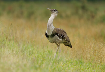 Australian bustard - Ardeotis australis large ground-dwelling bird common in grassland, woodland and open agricultural country across northern Australia and southern New Guinea