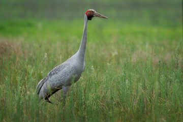 Brolga - Antigone rubicunda or Australian crane formerly Native Companion, tall bird in the crane family, gregarious wetland bird of tropical and south-eastern Australia and New Guinea