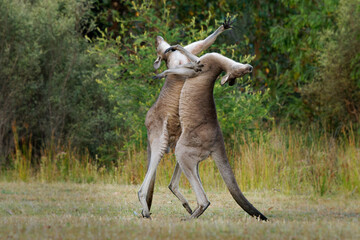 Macropus giganteus - Two Eastern Grey Kangaroos fighting with each other in Tasmania in Australia....