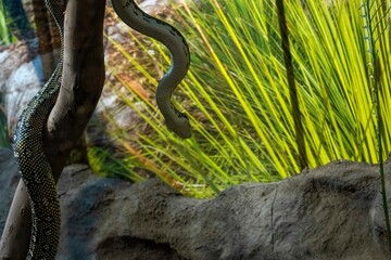 Diamond Python (Morelia Spilota Spilota)