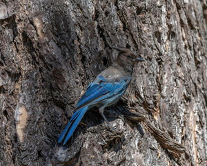 Close up of a Steller’s Jay (Cyanocitta stelleri) in Pfeiffer Big Sur State Park, in Big Sur, CA.