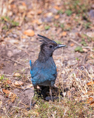 Close up of a Steller’s Jay (Cyanocitta stelleri) in Pfeiffer Big Sur State Park, in Big Sur, CA.
