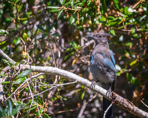 Close up of a Steller’s Jay (Cyanocitta stelleri) in Pfeiffer Big Sur State Park, in Big Sur, CA.
