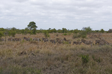 parade of zebras