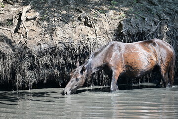 Wild horses in forest from Letea, in Danube Delta Romania