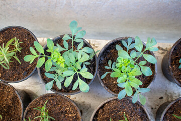 Plantação de Arruda (Ruta graveolens) é uma planta da família das Rutáceas.