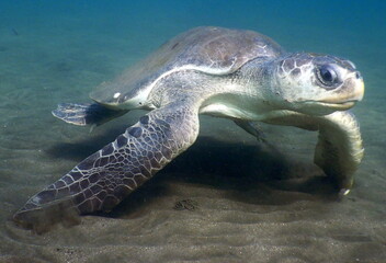 Obraz premium Costa Rica Sea life