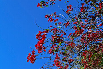 Red bougainvillea flowers (Bougainvillea glabra) and blue sky in Sao Paulo