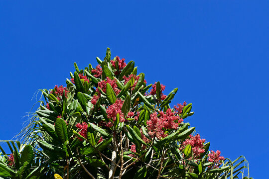 Red flowering ant tree (Triplaris americana) and blue sky in Sao Paulo