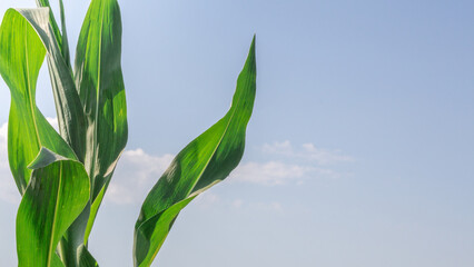 Fototapeta na wymiar green corn leaves on blue sky background
