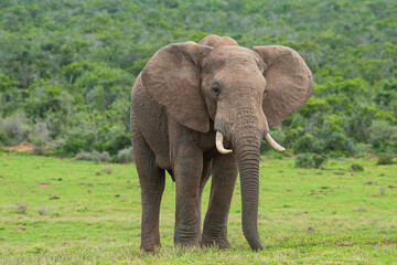 Fototapeta na wymiar Lone Elephant