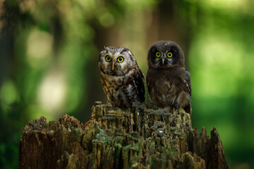 Owl parent and chick. Adult and juvenile boreal owls, Aegolius funereus, perched on rotten stump in forest. Typical small owl with big yellow eyes in summer nature. Tengmalm's owl. Breeding season.