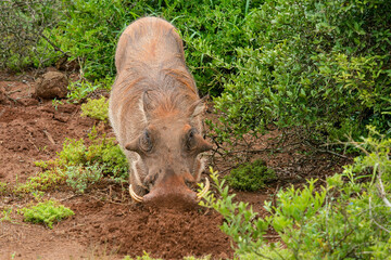 Grazing warthog