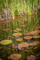 Closed up little cute frog sitting on green leaf in a pond with water lily leaves