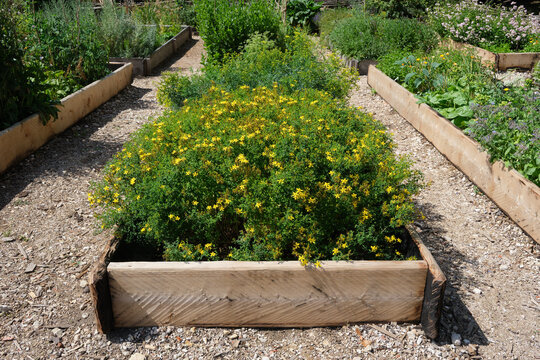 Healthy herb - Hypericum - St Johns wort plants in a garden bed. Blooming tutsan medicinal plant in apothecary garden. Alternative herbal medicine.