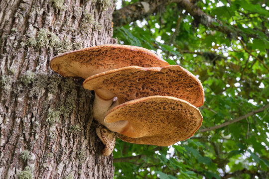 Shaggy bracket on tree trunk. Latin name of mushroom - innotus hispidus.