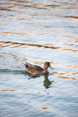 Pato en rio Guadalquivir 