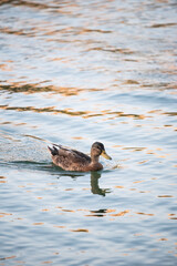 Pato en rio Guadalquivir 