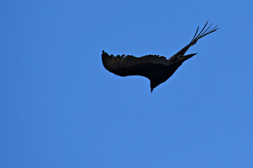 Silhouette of Raven with splayed wingtip feathers during dive