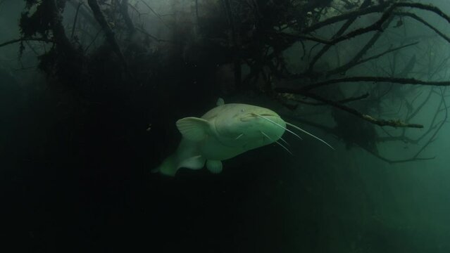 White wels catfish is hiding in the brushwood under the surface. Silurus glanis during dive in the lake. European fish in the nature habitat. 