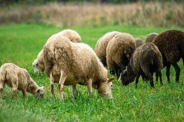 Brown sheep and lamb graze on farmers pasture. Rural life, cattle breeding.
