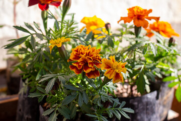 Flores Tagetes, flor-dos-mortos ou cravo-amarelo.