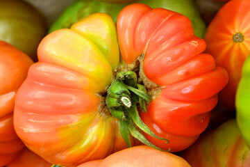 Big Rainbow heirloom tomato 