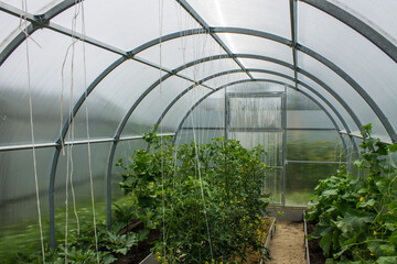 Green tops of cucumbers and tomatoes in a transparent plastic greenhouse on a clear summer day. Concept gardening and growing plants