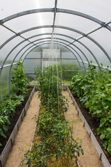 Green tops of cucumbers and tomatoes in a transparent plastic greenhouse on a clear summer day. Concept gardening and growing plants