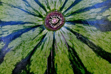 Watermelon stem end abstract 