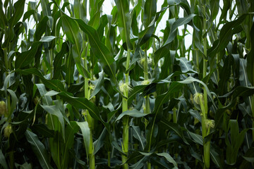 Obraz premium Corn. Ripening of the crop.