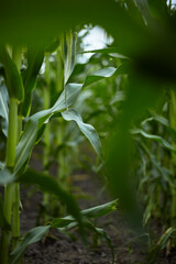 Corn. Ripening of the crop.