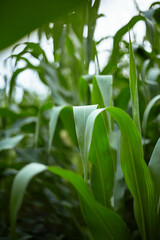 Corn. Ripening of the crop.