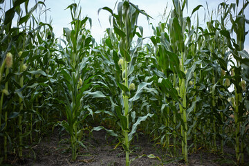 Corn. Ripening of the crop.