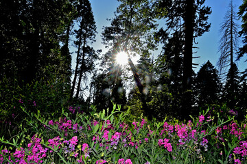 Wild sweet peas in forest setting with sunburst through conifers, Ebbetts Pass Scenic Highway,  California 