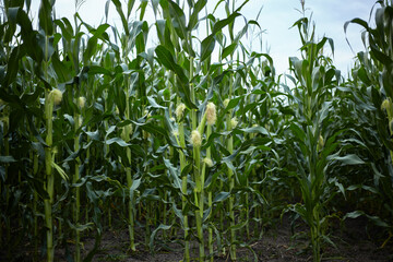 Corn. Ripening of the crop.