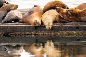 Sea lions reflection