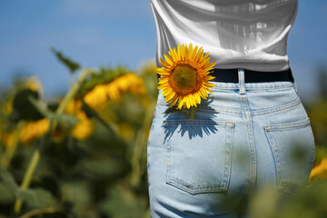 A girl stands in a field of sunflowers, a sunflower flower in a jeans pocket, rear view.