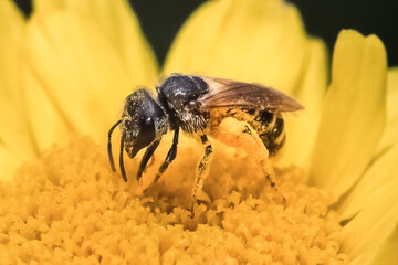 A small Halictus dark sweat bee pollinating a yellow daisy flower. Long Island, New York, USA.