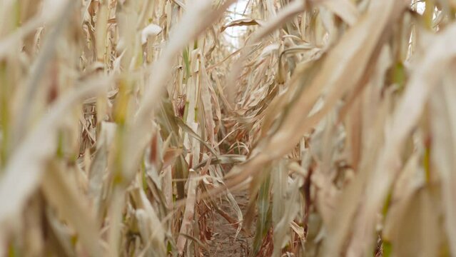 Slow motion between rows of dry corn plants in farmers field. Dried plants in crisis lean year due to global drought and lack of rain. Food crisis due to dead crops.