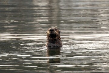 Floating sea otter